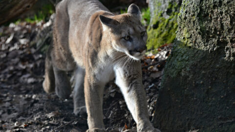 Puma, ilustrační foto.