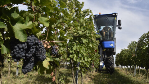 Sklizeň hroznů speciálním kombajnem ve vinicích Chateau Bzenec na Hodonínsku 