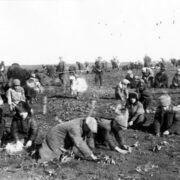 Děti sbírající zmrzlé brambory, vesnice Udačnoje, Doněcká oblast, rok 1933