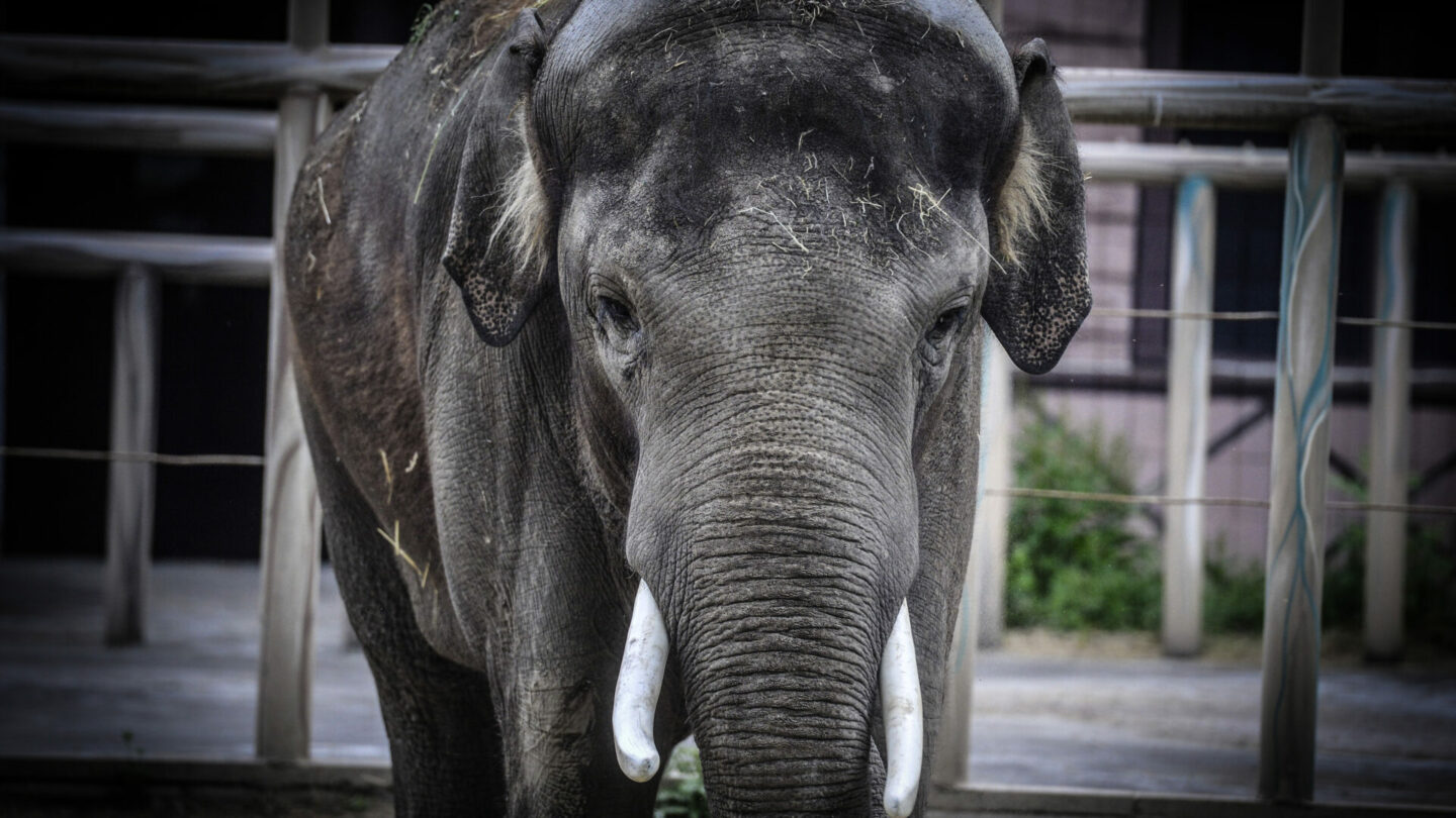 Kyjevská zoo má jen jednoho slona. Právě na něj dopadá válka na Ukrajině nejvíce.