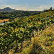 Kouzelná krajina severních Čech: víno a úchvatné výhledy.