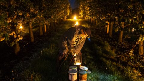 Sadaři bojovali s jarními mrazy zapalováním ohňů v ovocných sadech. Na snímku z 22. dubna 2024 sady nedaleko Slaného.