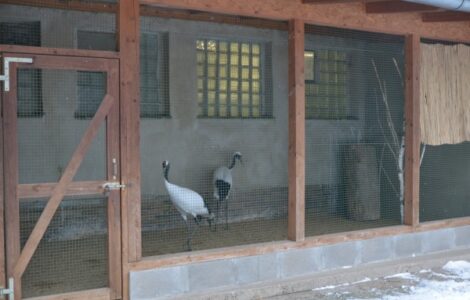 Jeřáb mandžuský v ústecké zoologické zahradě.