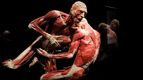 Body Worlds Exhibition